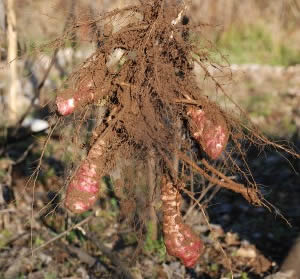 aardperen oogsten